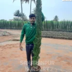 Pencil Pine Tree ,Cupressus Sempervirens, Italian Cypruss, Ornamental Tree, Landscaping Tree , Saharanpur Nursery Wholesale plant supplier, nursery in India, Landscaping company