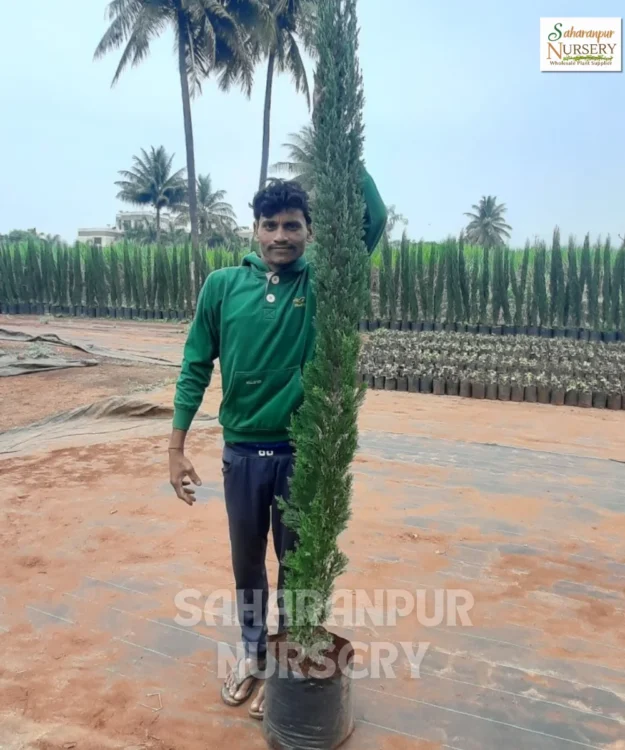 Pencil Pine Tree ,Cupressus Sempervirens, Italian Cypruss, Ornamental Tree, Landscaping Tree , Saharanpur Nursery Wholesale plant supplier, nursery in India, Landscaping company