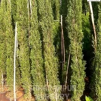 Pencil Pine Tree ,Cupressus Sempervirens, Italian Cypruss, Ornamental Tree, Landscaping Tree , Saharanpur Nursery Wholesale plant supplier, nursery in India, Landscaping company