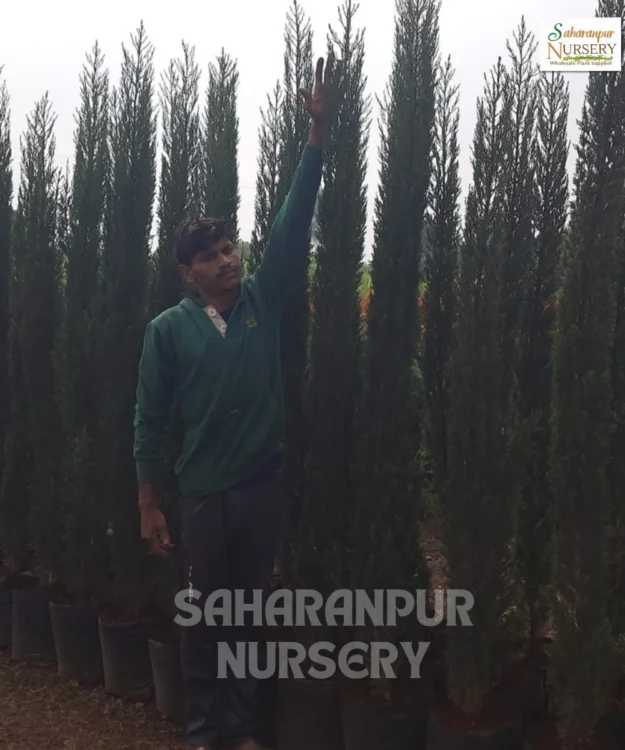 Pencil Pine Tree ,Cupressus Sempervirens, Italian Cypruss, Ornamental Tree, Landscaping Tree , Saharanpur Nursery Wholesale plant supplier, nursery in India, Landscaping company