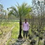 Phoenix canariensis, canary date palm, Canary Island Palm, hardy Phoenix Palm, Ornamental Tree, Landscaping Tree, Saharanpur Nursery Wholesale plant Supplier, Nursery in India, Landscaping company