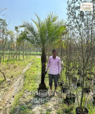 Phoenix canariensis, canary date palm, Canary Island Palm, hardy Phoenix Palm, Ornamental Tree, Landscaping Tree, Saharanpur Nursery Wholesale plant Supplier, Nursery in India, Landscaping company