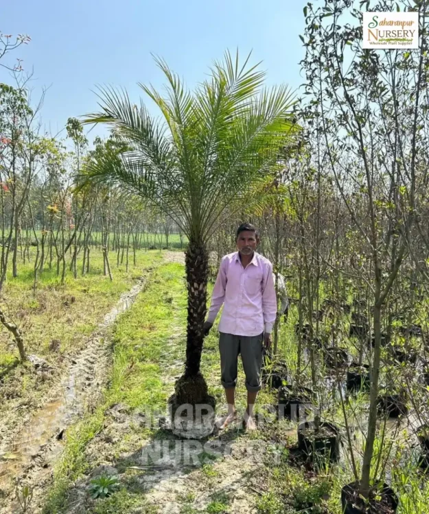 Phoenix canariensis, canary date palm, Canary Island Palm, hardy Phoenix Palm, Ornamental Tree, Landscaping Tree, Saharanpur Nursery Wholesale plant Supplier, Nursery in India, Landscaping company