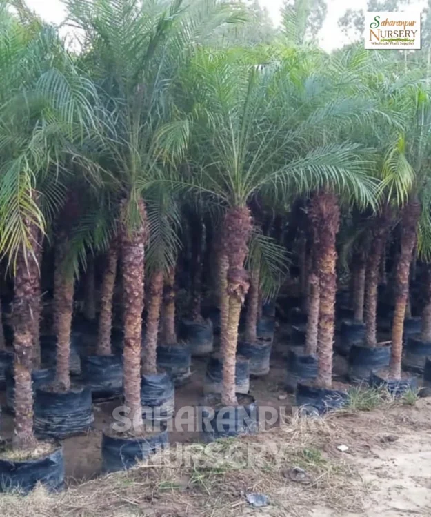 Phoenix canariensis, canary date palm, Canary Island Palm, hardy Phoenix Palm, Ornamental Tree, Landscaping Tree, Saharanpur Nursery Wholesale plant Supplier, Nursery in India, Landscaping company