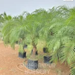 Phoenix canariensis, canary date palm, Canary Island Palm, hardy Phoenix Palm, Ornamental Tree, Landscaping Tree, Saharanpur Nursery Wholesale plant Supplier, Nursery in India, Landscaping company