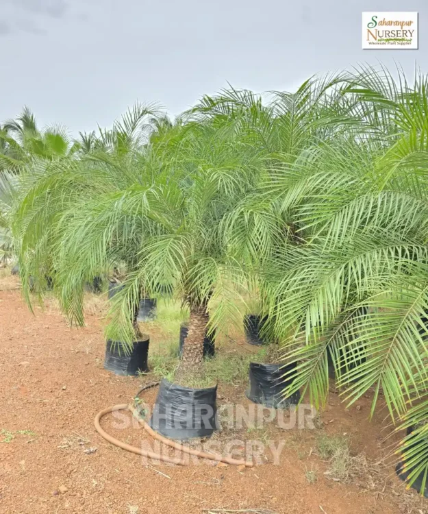 Phoenix canariensis, canary date palm, Canary Island Palm, hardy Phoenix Palm, Ornamental Tree, Landscaping Tree, Saharanpur Nursery Wholesale plant Supplier, Nursery in India, Landscaping company