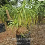 Ponytail Palm tree, Beaucarnea recurvata, Nolina Palm, Elephant Foot palm, Saharanpur Nursery Wholesale plant supplier, nursery in India, Landscaping company