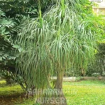 Ponytail Palm tree, Beaucarnea recurvata, Nolina Palm, Elephant Foot palm, Saharanpur Nursery Wholesale plant supplier, nursery in India, Landscaping company