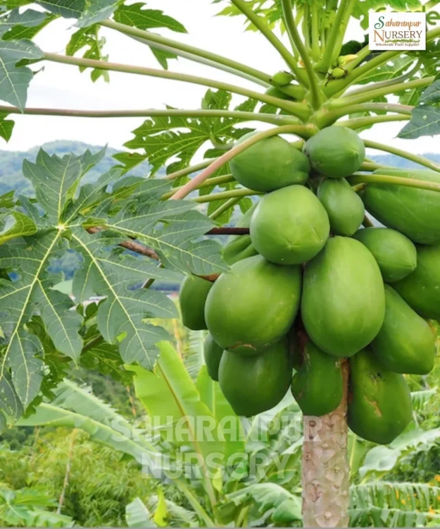 Red Lady Papaya Tree, Taiwan Red Lady , Dwarf Papaya Tree, Carica papaya cv, Saharanpur Nursery Wholesale plant supplier, nursery in India, Landscaping company