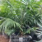 Red Neck Palm Tree, Dypsis Leptocheilos, Teddy Bear Palm, Dypsis Lastelliana, Ornamental Tree, Landscaping Tree, Saharanpur Nursery Wholesale plant supplier, nursery in India, Landscaping company