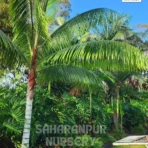 Red Neck Palm Tree, Dypsis Leptocheilos, Teddy Bear Palm, Dypsis Lastelliana, Ornamental Tree, Landscaping Tree, Saharanpur Nursery Wholesale plant supplier, nursery in India, Landscaping company