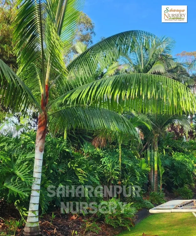 Red Neck Palm Tree, Dypsis Leptocheilos, Teddy Bear Palm, Dypsis Lastelliana, Ornamental Tree, Landscaping Tree, Saharanpur Nursery Wholesale plant supplier, nursery in India, Landscaping company