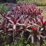 Rhoeo Plant, Rohio Plant, Tradescantia Spathacea, Boat Lily, Oyster Plant, Moses in the Cradle, Ornamental Plant, Indoor Plant, Shrub, Landscaping Plant, Ground Cover, Saharanpur Nursery, Wholesale Nursery Plant Supplier, Wholesale Plant Supplier, Wholesale Plant Nursery, Nursery in India, Landscaping company in India, Plant Exporter in India