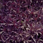 Rhoeo Plant, Rohio Plant, Tradescantia Spathacea, Boat Lily, Oyster Plant, Moses in the Cradle, Ornamental Plant, Indoor Plant, Shrub, Landscaping Plant, Ground Cover, Saharanpur Nursery, Wholesale Nursery Plant Supplier, Wholesale Plant Supplier, Wholesale Plant Nursery, Nursery in India, Landscaping company in India, Plant Exporter in India