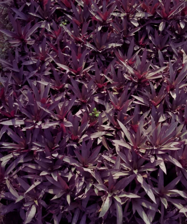 Rhoeo Plant, Rohio Plant, Tradescantia Spathacea, Boat Lily, Oyster Plant, Moses in the Cradle, Ornamental Plant, Indoor Plant, Shrub, Landscaping Plant, Ground Cover, Saharanpur Nursery, Wholesale Nursery Plant Supplier, Wholesale Plant Supplier, Wholesale Plant Nursery, Nursery in India, Landscaping company in India, Plant Exporter in India