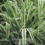 Ribbon Grass, Phalaris arundinacea, reed canary grass, Lady's laces, Painted grass, Saharanpur Nursery Wholesale plant supplier, nursery in India, Landscaping company