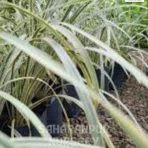 Ribbon Grass, Phalaris arundinacea, reed canary grass, Lady's laces, Painted grass, Saharanpur Nursery Wholesale plant supplier, nursery in India, Landscaping company