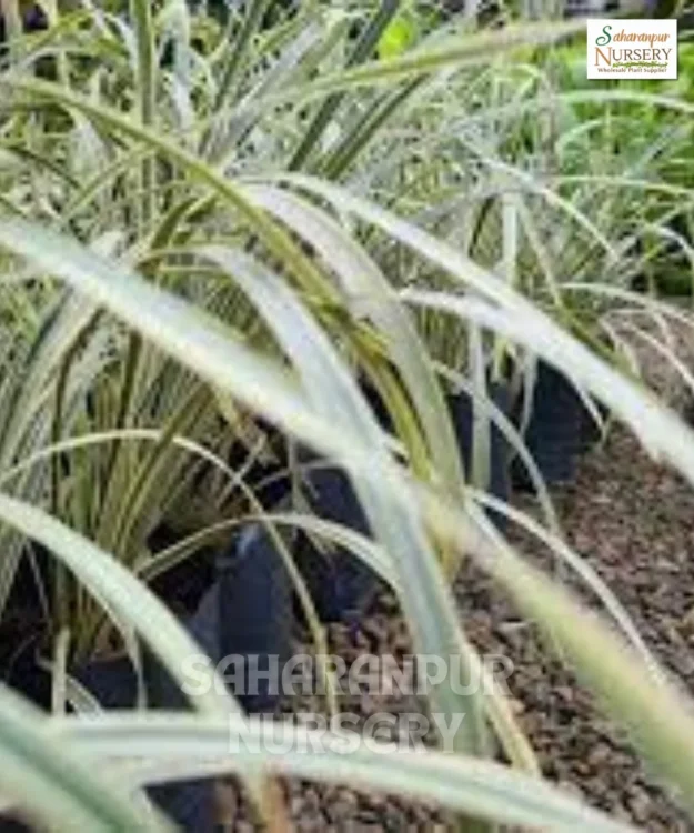 Ribbon Grass, Phalaris arundinacea, reed canary grass, Lady's laces, Painted grass, Saharanpur Nursery Wholesale plant supplier, nursery in India, Landscaping company