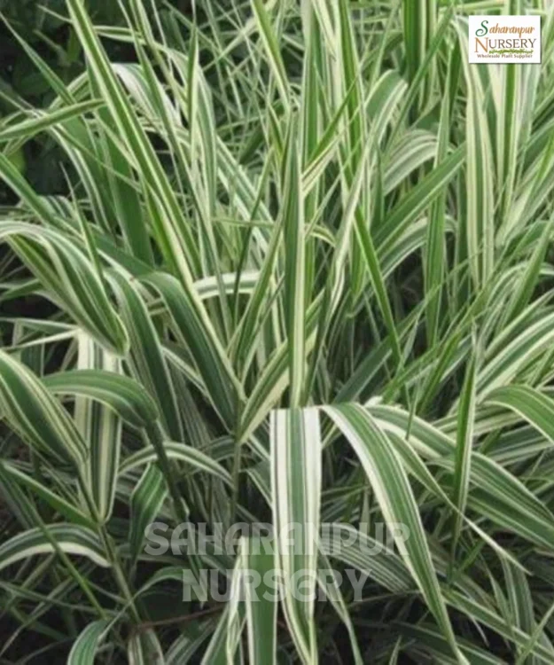 Ribbon Grass, Phalaris arundinacea, reed canary grass, Lady's laces, Painted grass, Saharanpur Nursery Wholesale plant supplier, nursery in India, Landscaping company