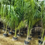 Royal Bottle Palm, Royal Palm, Bottle Palm, Roystonea regia, Cuba Royal Palm, Landscaping Tree, Ornamental Tree, Saharanpur Nursery wholesale plant supplier, nursery in India, Landscaping company