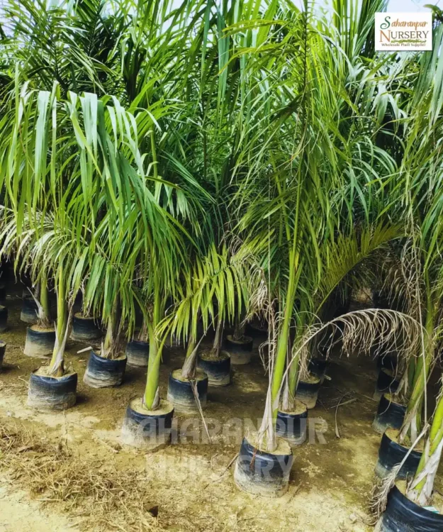 Royal Bottle Palm tree Royal Bottle Palm, Royal Palm, Bottle Palm, Roystonea regia, Cuba Royal Palm, Landscaping Tree, Ornamental Tree, Saharanpur Nursery wholesale plant supplier, nursery in India, Landscaping company