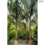 Royal Bottle Palm, Royal Palm, Bottle Palm, Roystonea regia, Cuba Royal Palm, Landscaping Tree, Ornamental Tree, Saharanpur Nursery wholesale plant supplier, nursery in India, Landscaping company