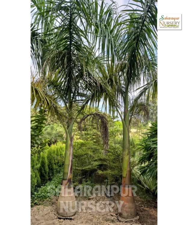 Royal Bottle Palm tree Royal Bottle Palm, Royal Palm, Bottle Palm, Roystonea regia, Cuba Royal Palm, Landscaping Tree, Ornamental Tree, Saharanpur Nursery wholesale plant supplier, nursery in India, Landscaping company