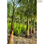 Royal Bottle Palm, Royal Palm, Bottle Palm, Roystonea regia, Cuba Royal Palm, Landscaping Tree, Ornamental Tree, Saharanpur Nursery wholesale plant supplier, nursery in India, Landscaping company