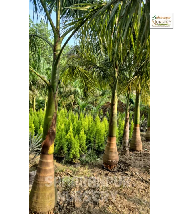 Royal Bottle Palm tree Royal Bottle Palm, Royal Palm, Bottle Palm, Roystonea regia, Cuba Royal Palm, Landscaping Tree, Ornamental Tree, Saharanpur Nursery wholesale plant supplier, nursery in India, Landscaping company