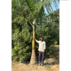 Royal Bottle Palm, Royal Palm, Bottle Palm, Roystonea regia, Cuba Royal Palm, Landscaping Tree, Ornamental Tree, Saharanpur Nursery wholesale plant supplier, nursery in India, Landscaping company