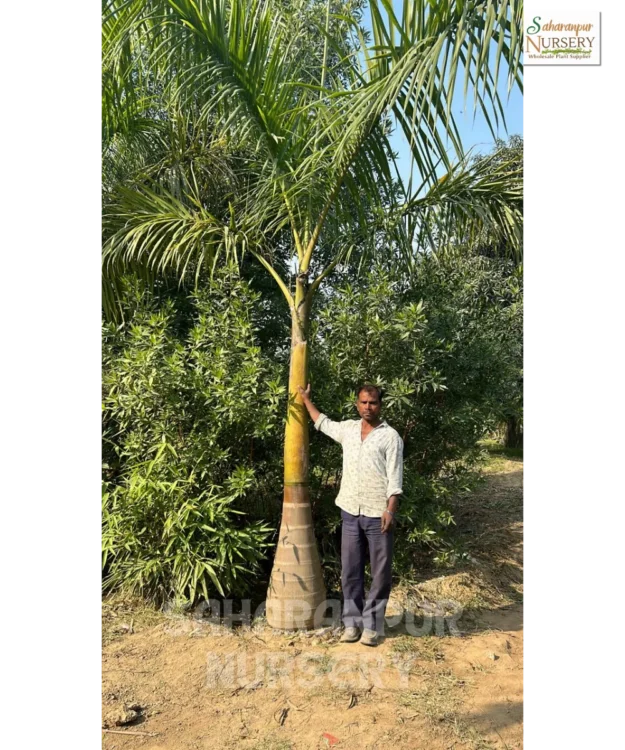 Royal Bottle palm tree Royal Bottle Palm, Royal Palm, Bottle Palm, Roystonea regia, Cuba Royal Palm, Landscaping Tree, Ornamental Tree, Saharanpur Nursery wholesale plant supplier, nursery in India, Landscaping company