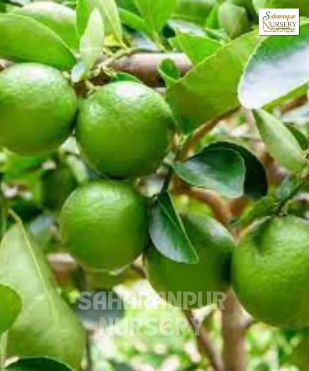 Seedless Lemon Plant, Tahiti Lemon, Persian Lime, Saharanpur Nursery Wholesale plant supplier, nursery in India, Landscaping company