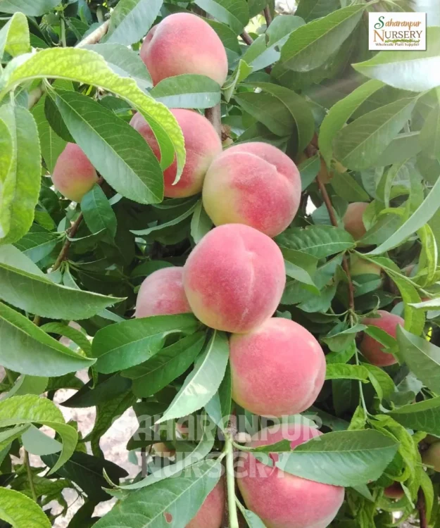 Sharbati Peach Plant, Prunus Persica , Saharanpur Nursery Wholesale plant supplier, nursery in India, Landscaping company