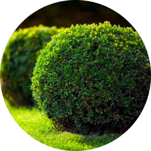 Shrub Collection Image 1, India's Largest Wholesale Plant Supplier in Saharanpur – Saharanpur Nursery, ,