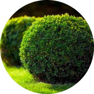 Shrub