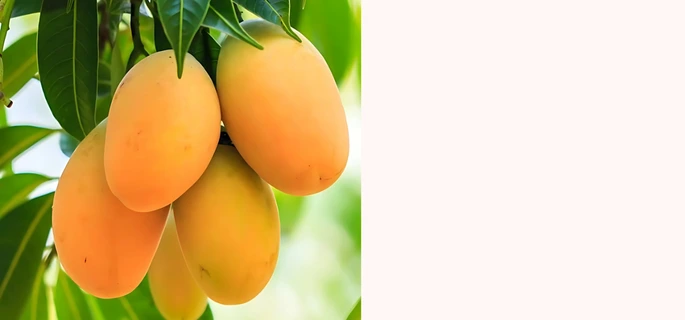 Small Banner 3, India's Largest Wholesale Plant Supplier in Saharanpur – Saharanpur Nursery, ,