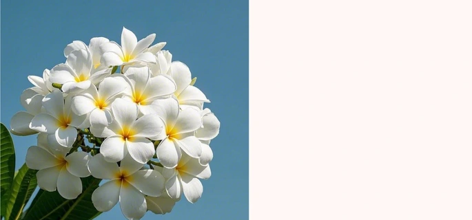 Small Banner 4, India's Largest Wholesale Plant Supplier in Saharanpur – Saharanpur Nursery, ,