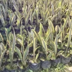 Snake Plant, Dracaena Trifasciata, Sansevieria trifasciata, Mother-in-Law's Tongue, Indoor Plant, Lucky Plant, Ornamental Plant, Groundcover, Landscaping Plant, Saharanpur Nursery, Wholesale Plant Nursery, Whole Plant Supplier, Nursery in India, Wholesale Plant Nursery, Landscaping Company in India, Plant Exporter in India