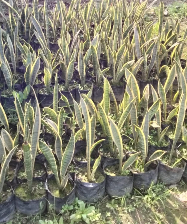 Snake Plant, Dracaena Trifasciata, Sansevieria trifasciata, Mother-in-Law's Tongue, Indoor Plant, Lucky Plant, Ornamental Plant, Groundcover, Landscaping Plant, Saharanpur Nursery, Wholesale Plant Nursery, Whole Plant Supplier, Nursery in India, Wholesale Plant Nursery, Landscaping Company in India, Plant Exporter in India