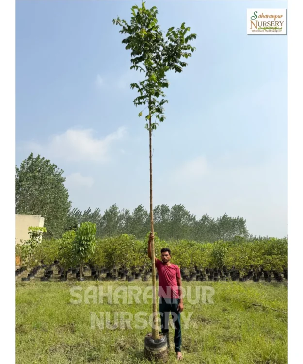 African Tulip Tree, Spathodea Tree, Scarlet Bell Tree, Spathodea Campanulata, Ornamental Tree, Landscaping Tree, Timber Tree, Avenue Tree, Saharanpur Nursery, Wholesale Plant Supplier, Wholesale Plant Nursery, Nursery in India, Landscaping Company in India, Plant Exporter in India