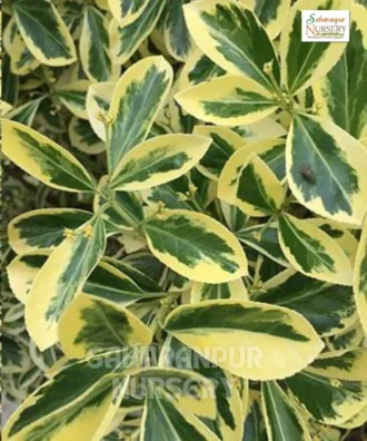 Spindle Plant, Euonymus europaeus, European spindle, spindle tree, Winter Creeper, Ornamental Tree, Landscaping Tree, Saharanpur Nursery, Wholesale Plant Supplier