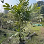 Areca Catechu, Supari Palm, Areca Catechu tree, Betel Nut Palm, Areca Nut Palm, Palm Tree, Ornamental Tree, Landscaping Tree, Saharanpur Nursery, Wholesale Plant Supplier, Wholesale Plant Nursery, Nursery in India, Landscaping Company in India, Plant Exporter in India