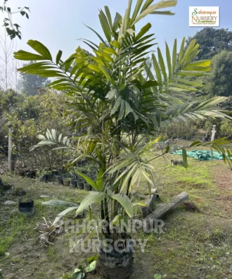 Areca Catechu, Supari Palm, Areca Catechu tree, Betel Nut Palm, Areca Nut Palm, Palm Tree, Ornamental Tree, Landscaping Tree, Saharanpur Nursery, Wholesale Plant Supplier, Wholesale Plant Nursery, Nursery in India, Landscaping Company in India, Plant Exporter in India