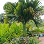 Supari Palm Tree, Areca Catechu, areca palm, betel nut palm, betel palm, Saharanpur Nursery Wholesale plant supplier, nursery in India, Landscaping company