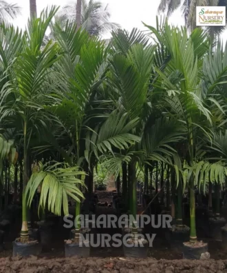 Supari Palm Tree, Areca Catechu, areca palm, betel nut palm, betel palm, Saharanpur Nursery Wholesale plant supplier, nursery in India, Landscaping company