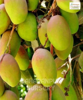 Swarnrekha Mango Plant, Mangifera indica, Grafted Mango Tree, Saharanpur Nursery Wholesale plant supplier, nursery in India, Landscaping company