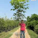 Tabebuia Rosea , Trumpet Tree, Pink Trumpet Tree, Tabebuia Tree, Ornamental Tree, Avenue Tree, Timber Tree, Landscaping Tree, Saharanpur Nursery, Wholesale Plant Supplier, Wholesale Plant Nursery, Nursery in India, Landscaping Company in India, Plant Exporter in India