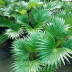 Table Palm Tree, Livistona rotundifolia, Umbrella Palm, Chinese Fan Palm, Footstool Palm, Oranamental Tree, Lanscaping Trees, Saharanpur Nursery Wholesale plant supplier, nursery in India, Landscaping company