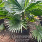 Table Palm Tree, Livistona rotundifolia, Umbrella Palm, Chinese Fan Palm, Footstool Palm, Oranamental Tree, Lanscaping Trees, Saharanpur Nursery Wholesale plant supplier, nursery in India, Landscaping company