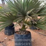 Palmyra Palm Tree, Borassus flabellifer, Tad Palm Tree, Toddy Palm, Saharanpur Nursery Wholesale plant supplier, nursery in India, Landscaping company